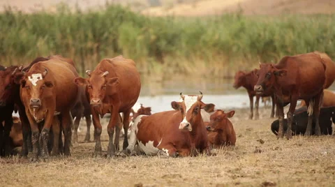 Cows in the pasture. Stock Footage 41090678
