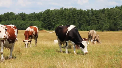 Cows On Pasture Stock Footage 43631971