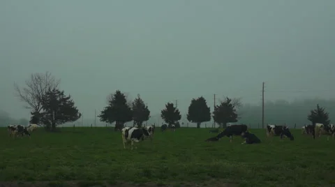 Cows on pasture 動画素材 45730431
