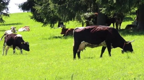 Cows on pasture Stock Footage 48084152