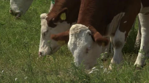 Cows at Pasture Stock Footage 48226910