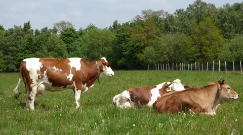 Cows on pasture Stock Footage 52133765