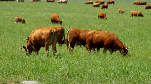 Cows on the pasture Stock Footage 52885515