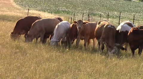 Cows on pasture Stock Footage 53750109