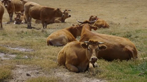 Cows on pasture Stock Footage 57645188