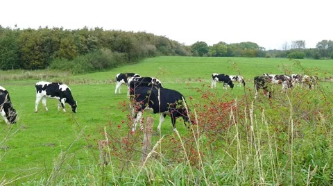 Cows on pasture 動画素材 61088578