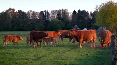 Cows on the pasture Stockbeeldmateriaal 62564234