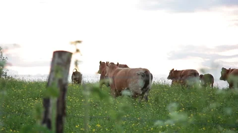Cows in pasture Stock Footage 63283073