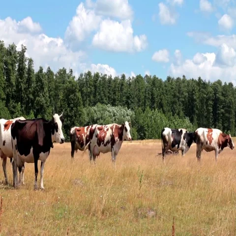 Cows On Pasture 動画素材 69540963