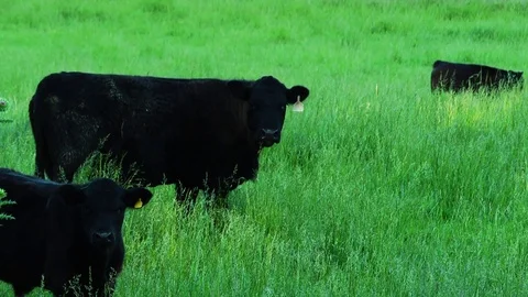 Cows in a Pasture Stock Footage 69777334