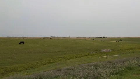 Cows In The Pasture Stock Footage 79173231