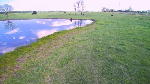Cows in the pasture Stock-Footage 91412587