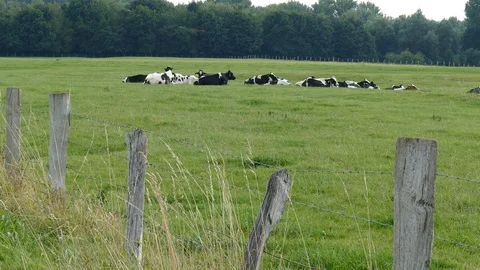 Cows in the pasture Stock Footage 91901625