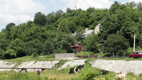 Cows On Pasture Stock Footage 92024015