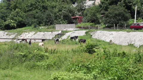 Cows On Pasture Stock Footage 92024111