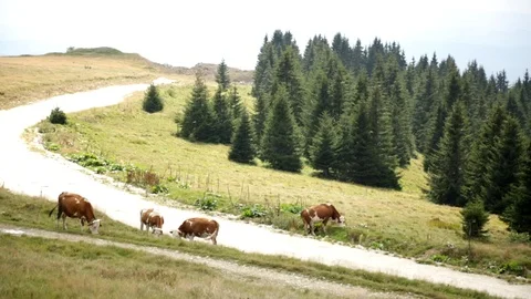 Cows On Pasture 動画素材 95038825