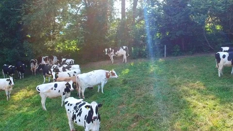 Cows in pasture Video stock 95592559