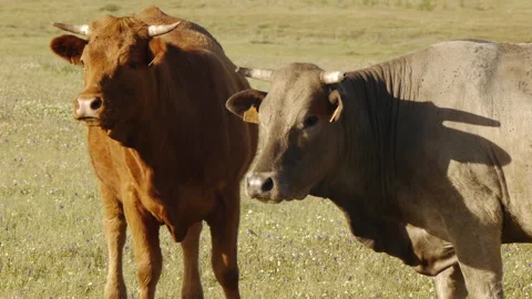 Cows in the pasture Video stock 103056627