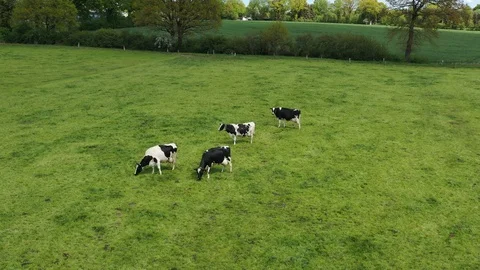 Cows in the pasture Stock Footage 108190140