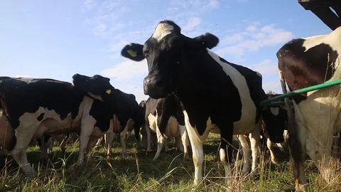 Cows on the pasture Stock Footage 113998988