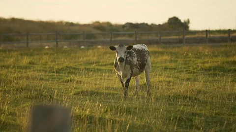 Cows in a pasture Video stock 121550077