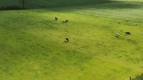 Cows Pasture Stock Footage 126577116