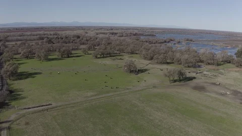 Cows in Pasture Stock Footage 127212302