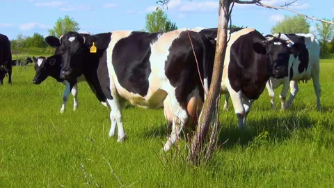 Cows in the pasture Stock Footage 131153279