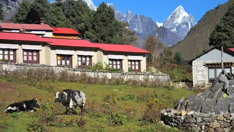 Cows on pasture Stock Footage 132169096