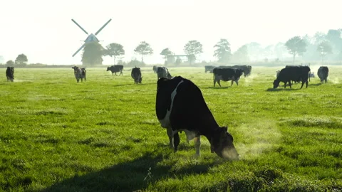 Cows in a pasture Stock Footage 132959001