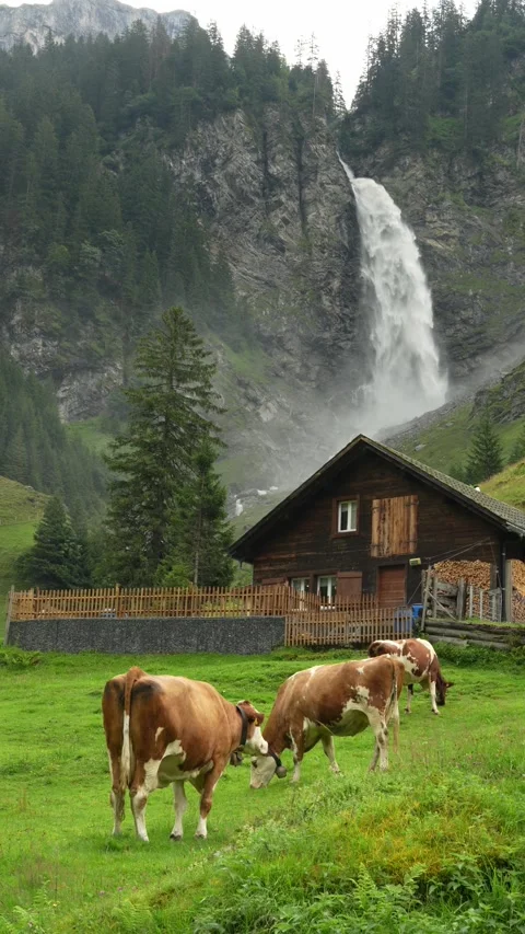Cows at pasture Stock Footage 282902748