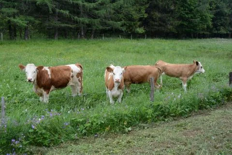 Cows in the pasture in front of a forest Stock Photos