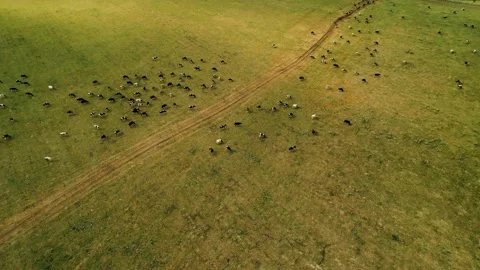 Cows in the pasture. herd of amazing cows on a green field. multi-colored cows 스톡 동영상 169763598