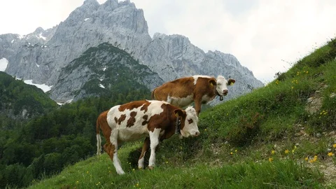 Cows in the pasture high on a steep mountain Stock Footage 111912945