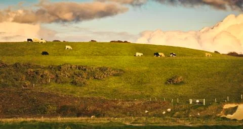 Cows at pasture on the hill Stock Photos