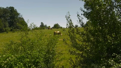 Cows in pasture on hillside, view through the trees, dolly shot. Stock Footage 77810565