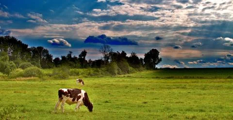 Cows in a Pasture Stock Illustration
