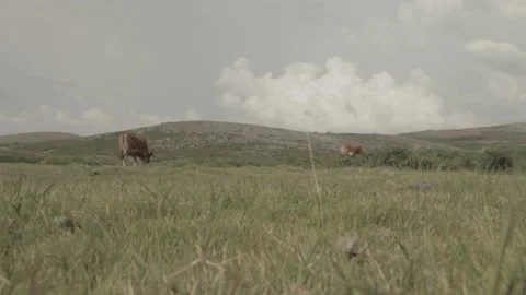 Cows on pasture landscape Stockbeeldmateriaal 146457037