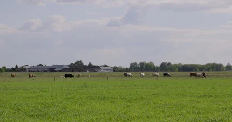 Cows on pasture, large farm in the background, 4K slomo Stock Footage 169481223