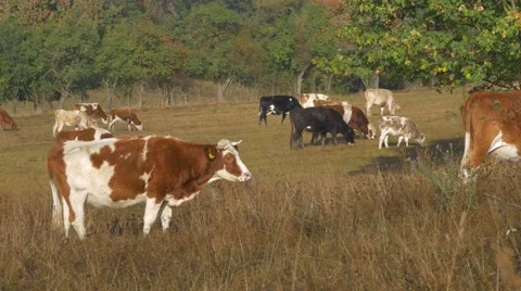 Cows in the pasture in morning sun 库存影片 68418094