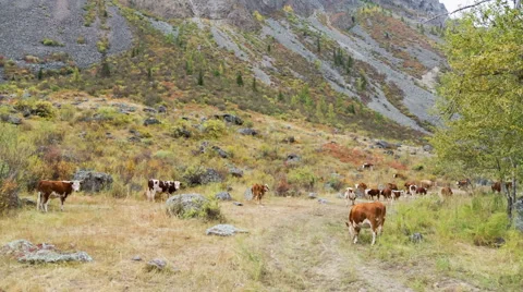 Cows on pasture in mountains Stock Footage 49021594