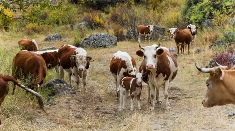 Cows on pasture in mountains Stock Footage 49021692