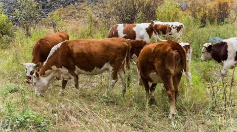 Cows on pasture in mountains Stock Footage 49021859