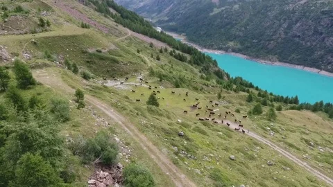 Cows in pasture in mounting next to a blue lake Stock Footage 77472367