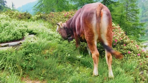Cows pasture in the nature Video stock 80433278