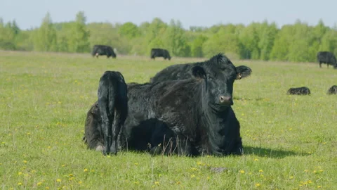 Cows On Pasture In Nature. Panoramic View Of Black Angus Cow On Green Grass Stock Footage 275395027
