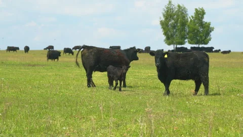 Cows On Pasture In Nature. Panoramic View Of Black Angus Cow On Green Grass Stock Footage 276627739