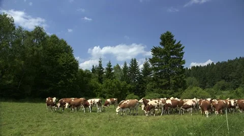 Cows at Pasture Near the Forest Stock Footage 48226367