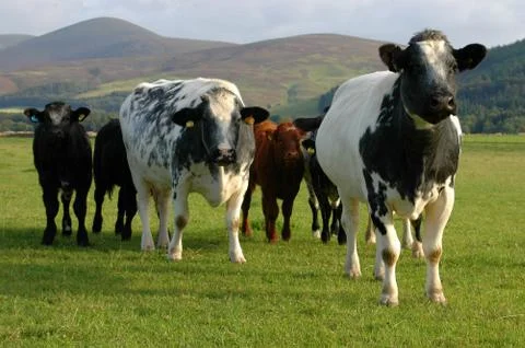 Cows on Pasture Stock Photos