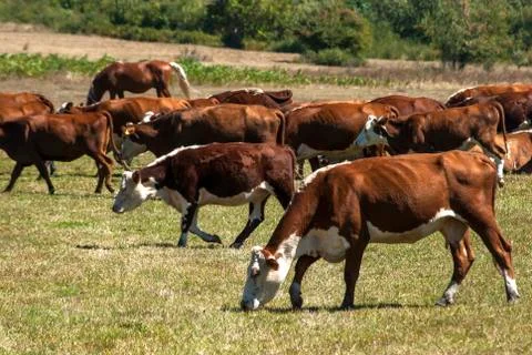 Cows on pasture Stock Photos